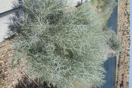 Artemisia filifolia Torr. resmi