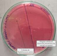 Image of Staphylococcaceae