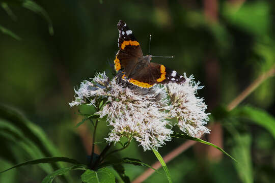 Image of hemp agrimony