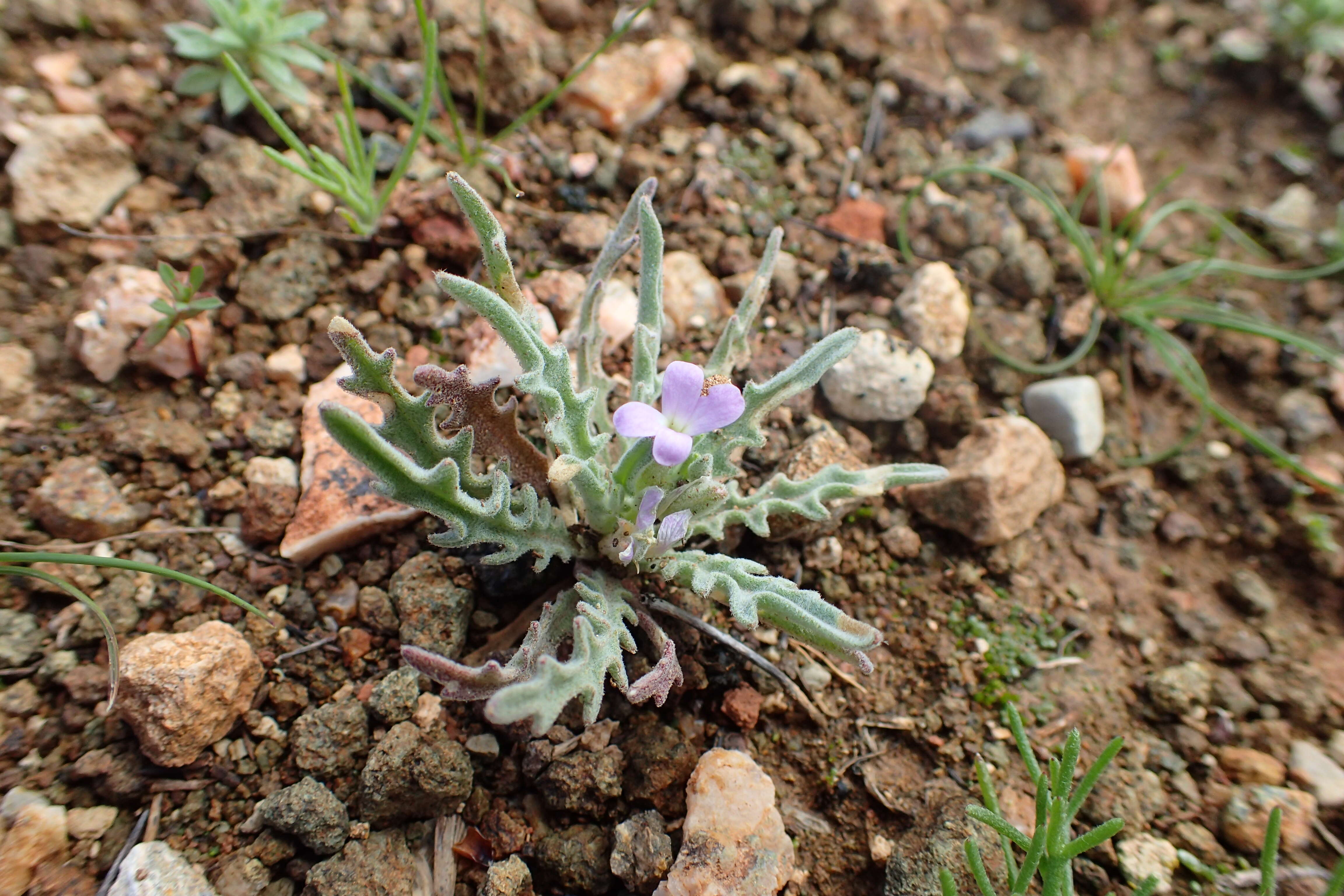 Plancia ëd Matthiola parviflora (Schousb.) W. T. Aiton