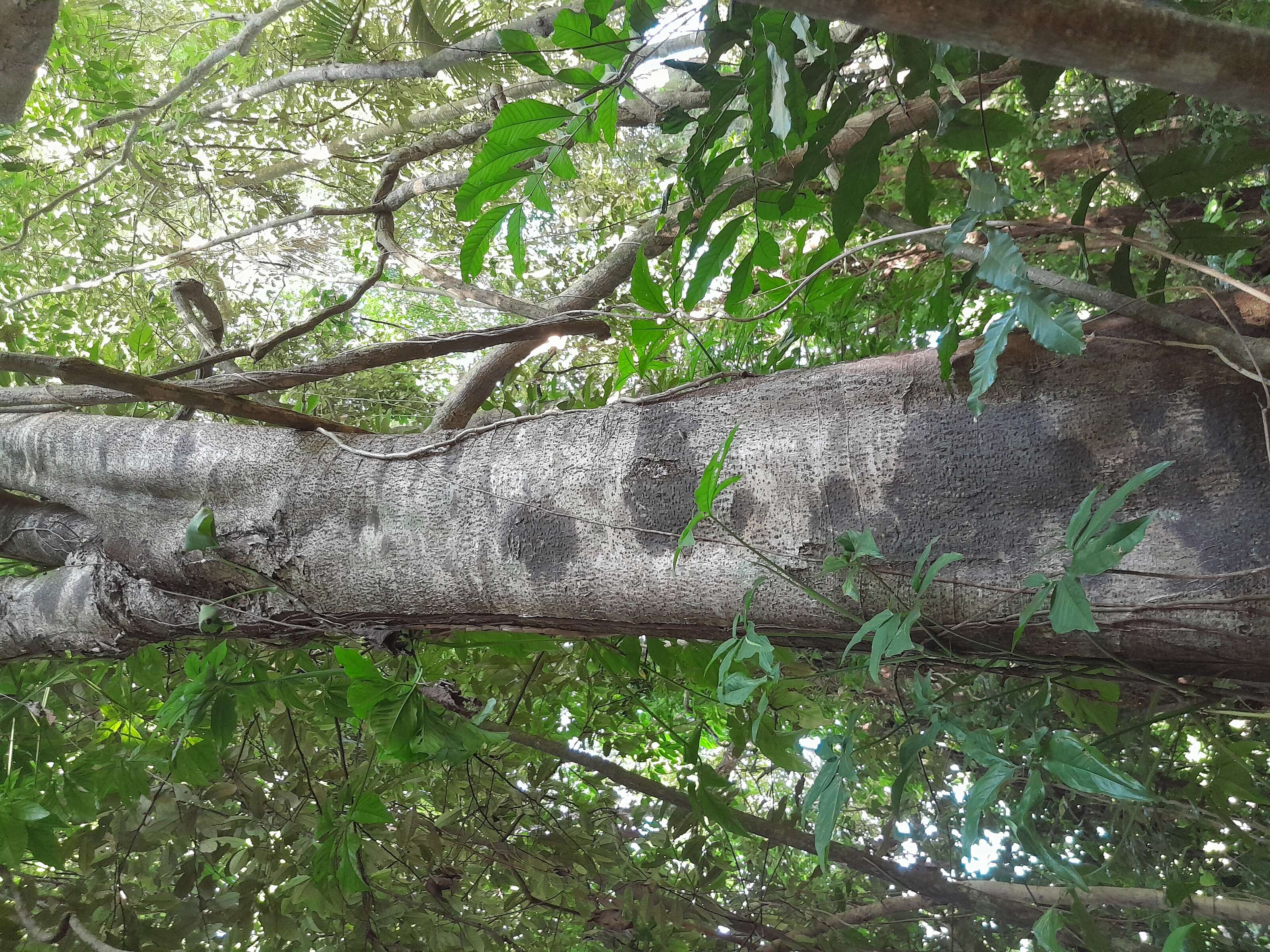 Image de Dysoxylum arborescens (Bl.) Miq.