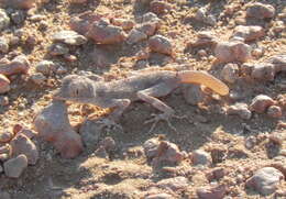 Image of Carter’s Semaphore Gecko