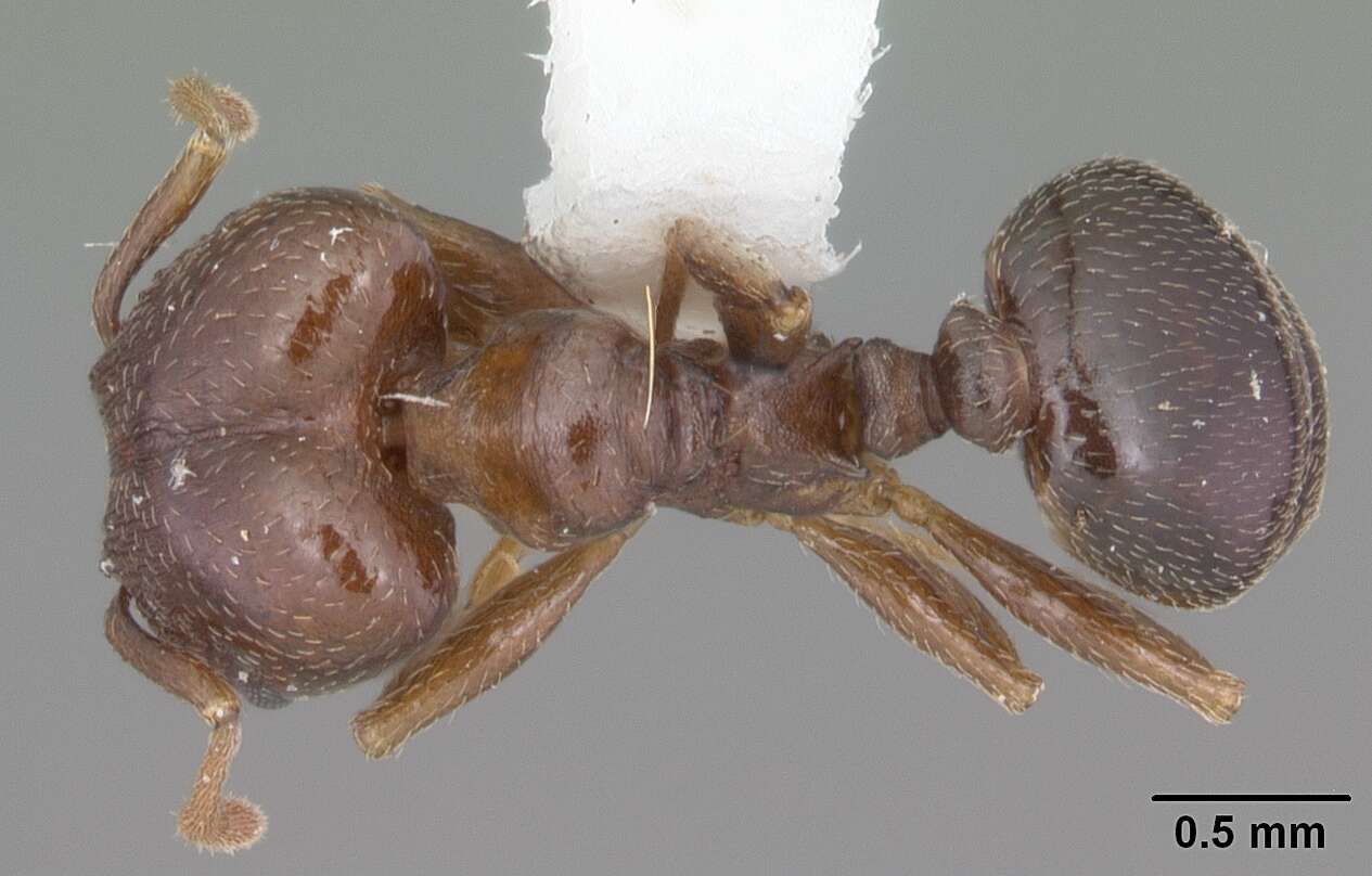 Pheidole crassicornis Emery 1895 resmi