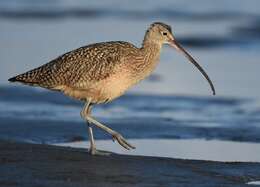 Image of Long-billed Curlew