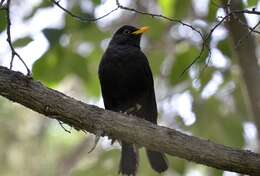 Image of Chinese Blackbird