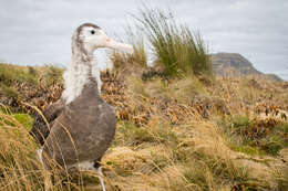 Image of Amsterdam Albatross