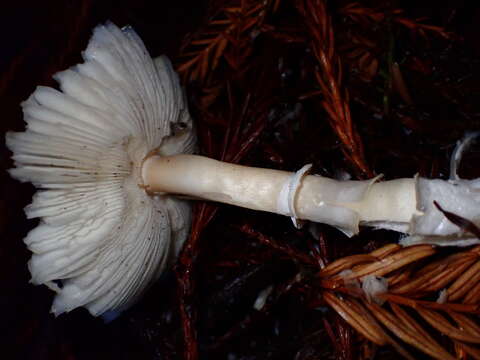 Leucoagaricus rubrotinctus (Peck) Singer 1948 resmi