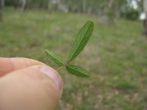 Image of Desmodium varians (Labill.) G. Don