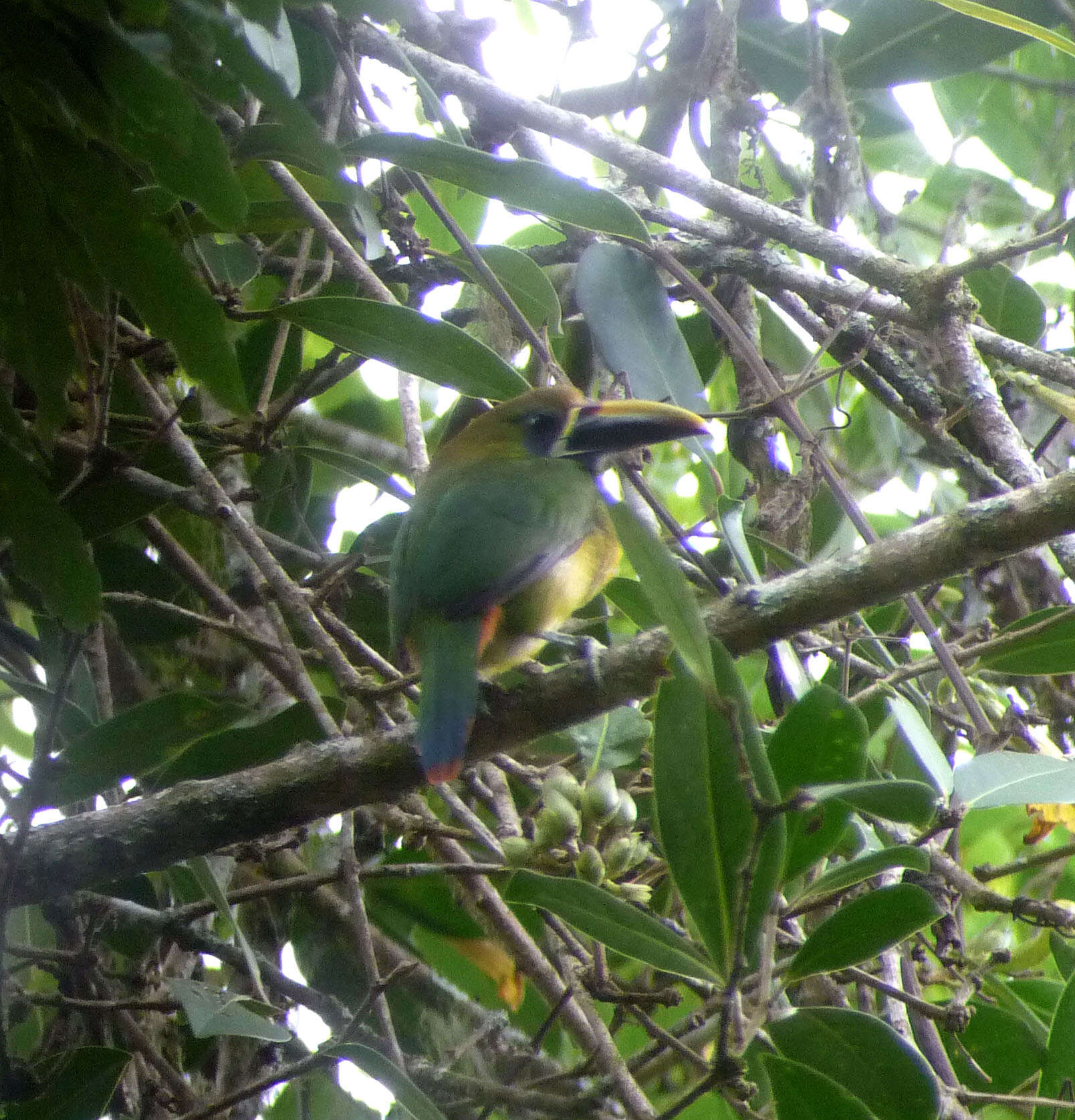 Image of Blue-throated Toucanet