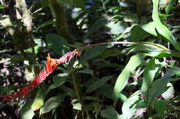 Image of Pitcairnia brittoniana (Mez) Mez