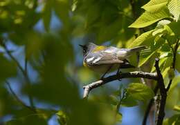 Image of Northern Parula