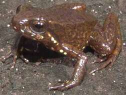 Image of Chimantá Poison Frog