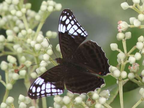 Image of Adelpha