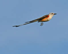 Image of Scissor-tailed Flycatcher