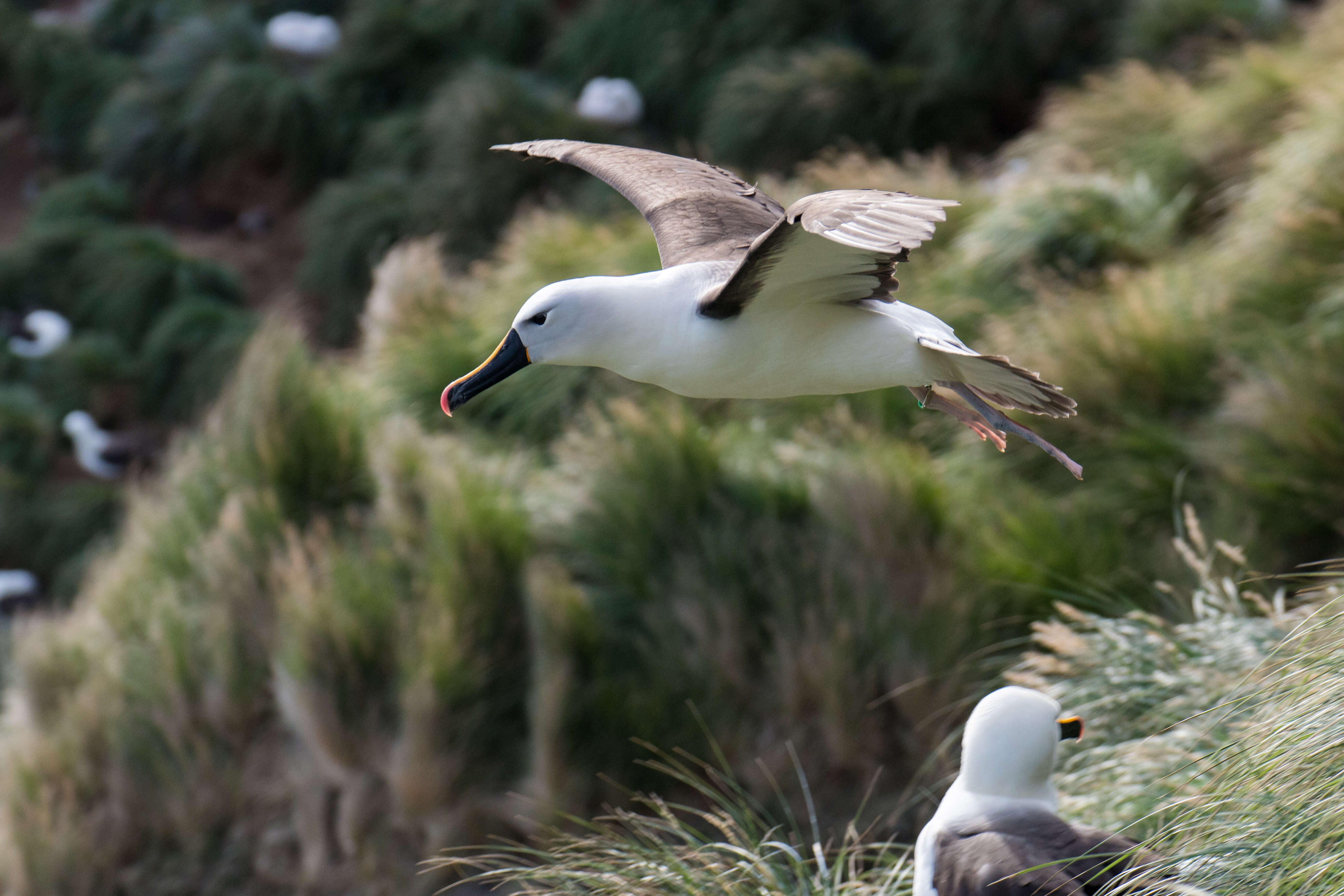 Image de Albatros de Carter