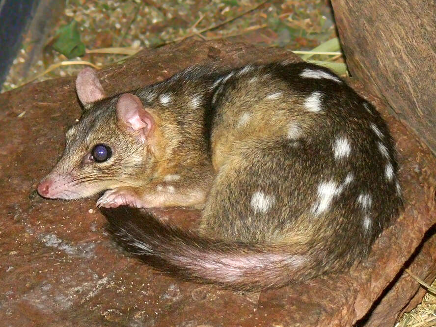 Image of Large Spotted Native Cat