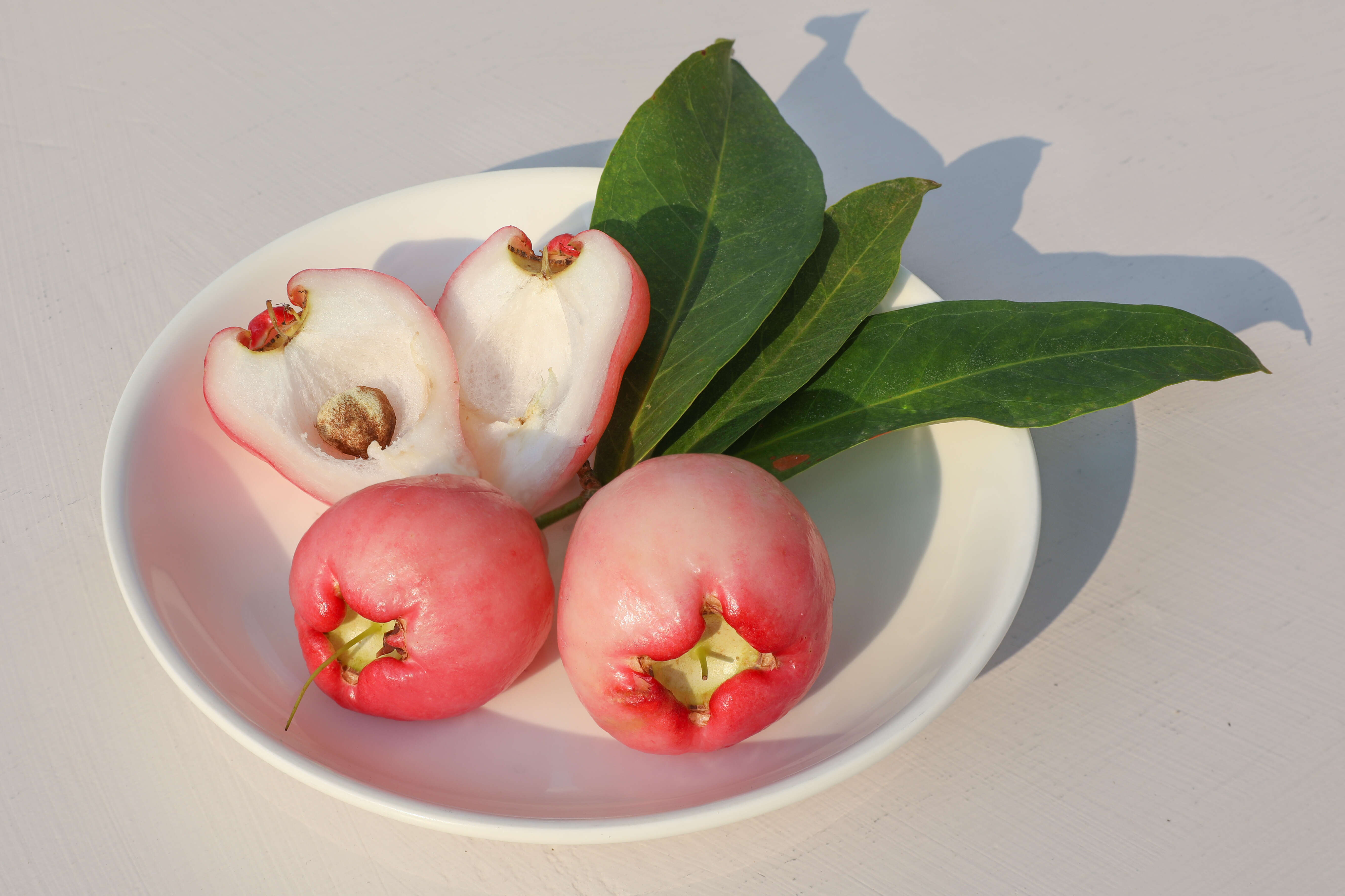 Imagem de Syzygium samarangense (Bl.) Merr. & L. M. Perry