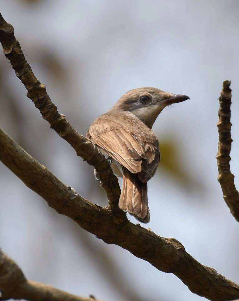 Image of Tephrodornis gularis