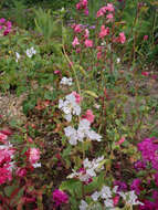 Image of elegant clarkia