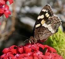 Image of Aeropetes tulbaghia