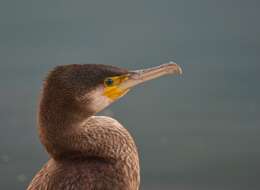 Image of Black Shag