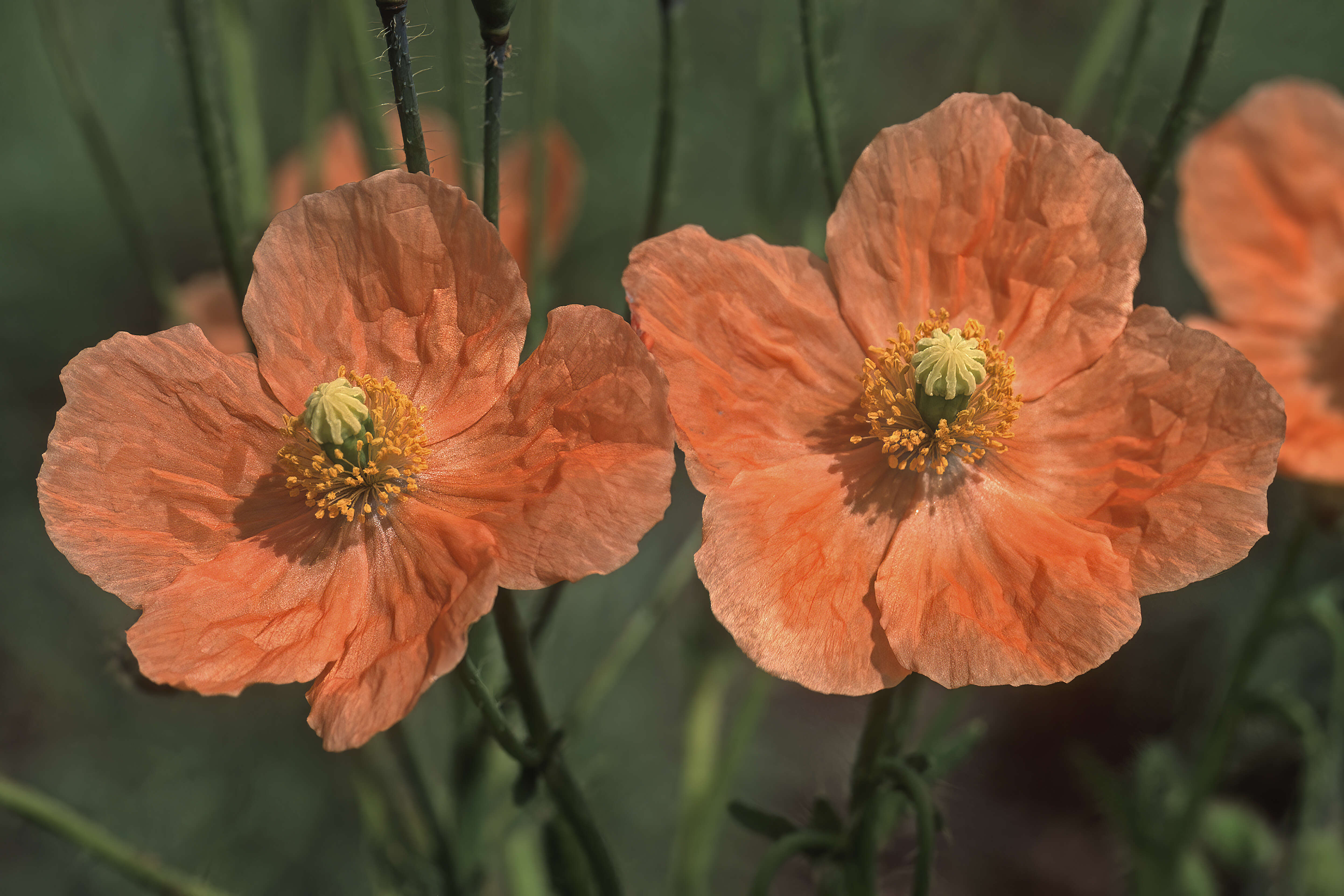 Image of Orange poppy