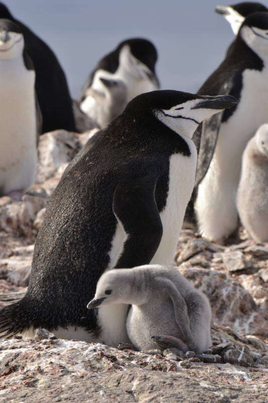 Image of Chinstrap Penguin