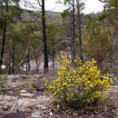 Image of Phebalium whitei P. G. Wilson