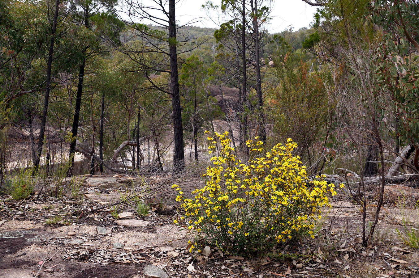 Image of Phebalium whitei P. G. Wilson