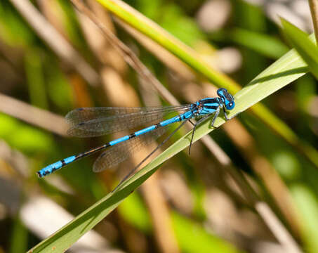 Image of Swamp Bluet