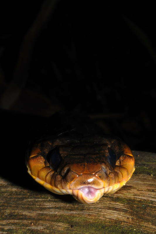 Image of Amazon False Fer-de-lance