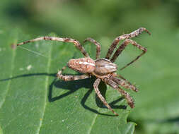 Image of Garden spider