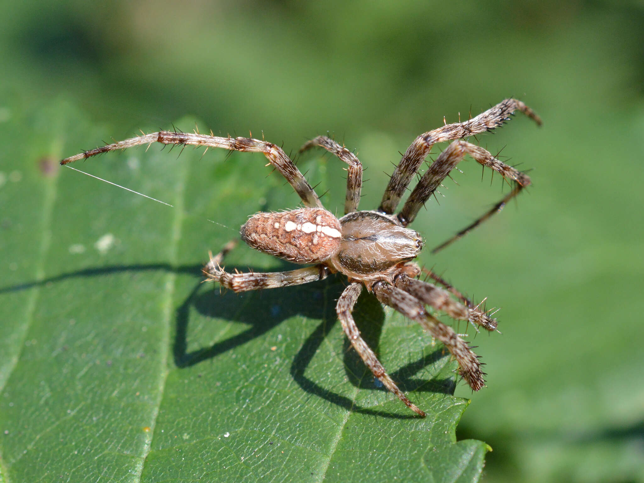 Image of Garden spider