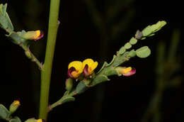 Image of Bossiaea concolor