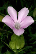 Image of Barleria greenii M. J. & K. Balkwill