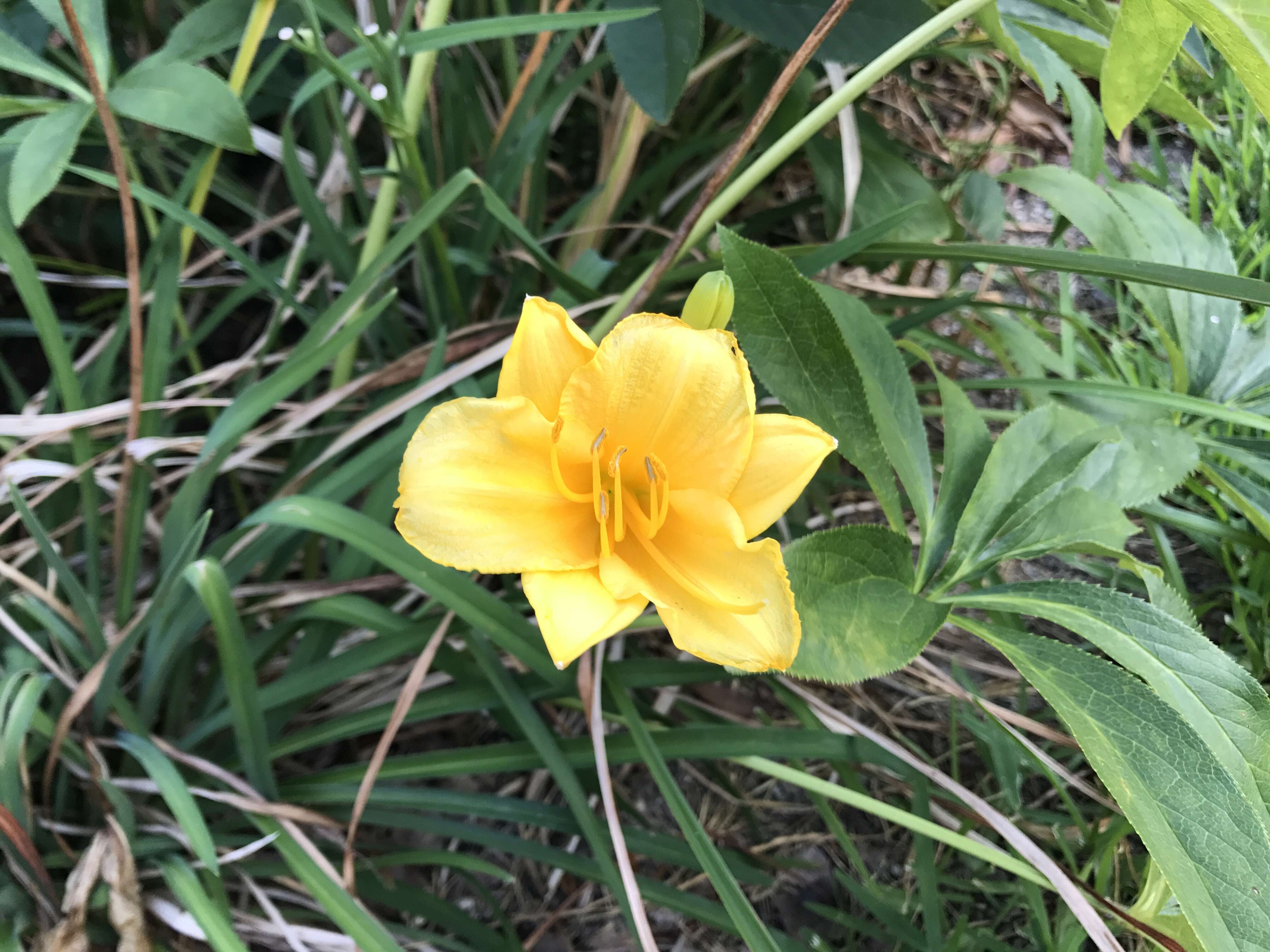 Image of Dumortier's daylily