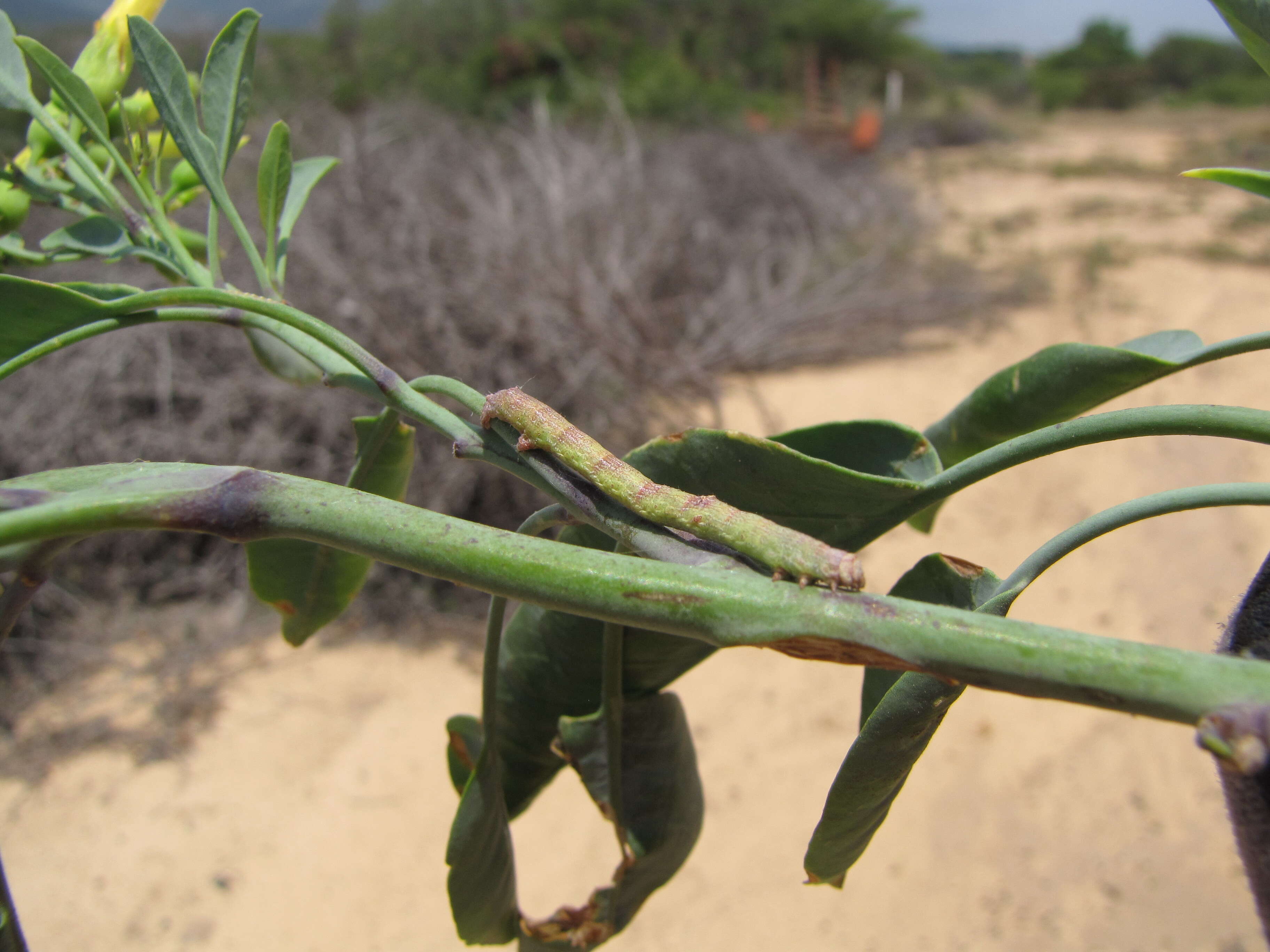 Image of tree tobacco