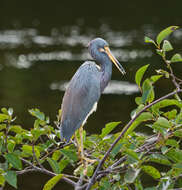 Image de Aigrette tricolore