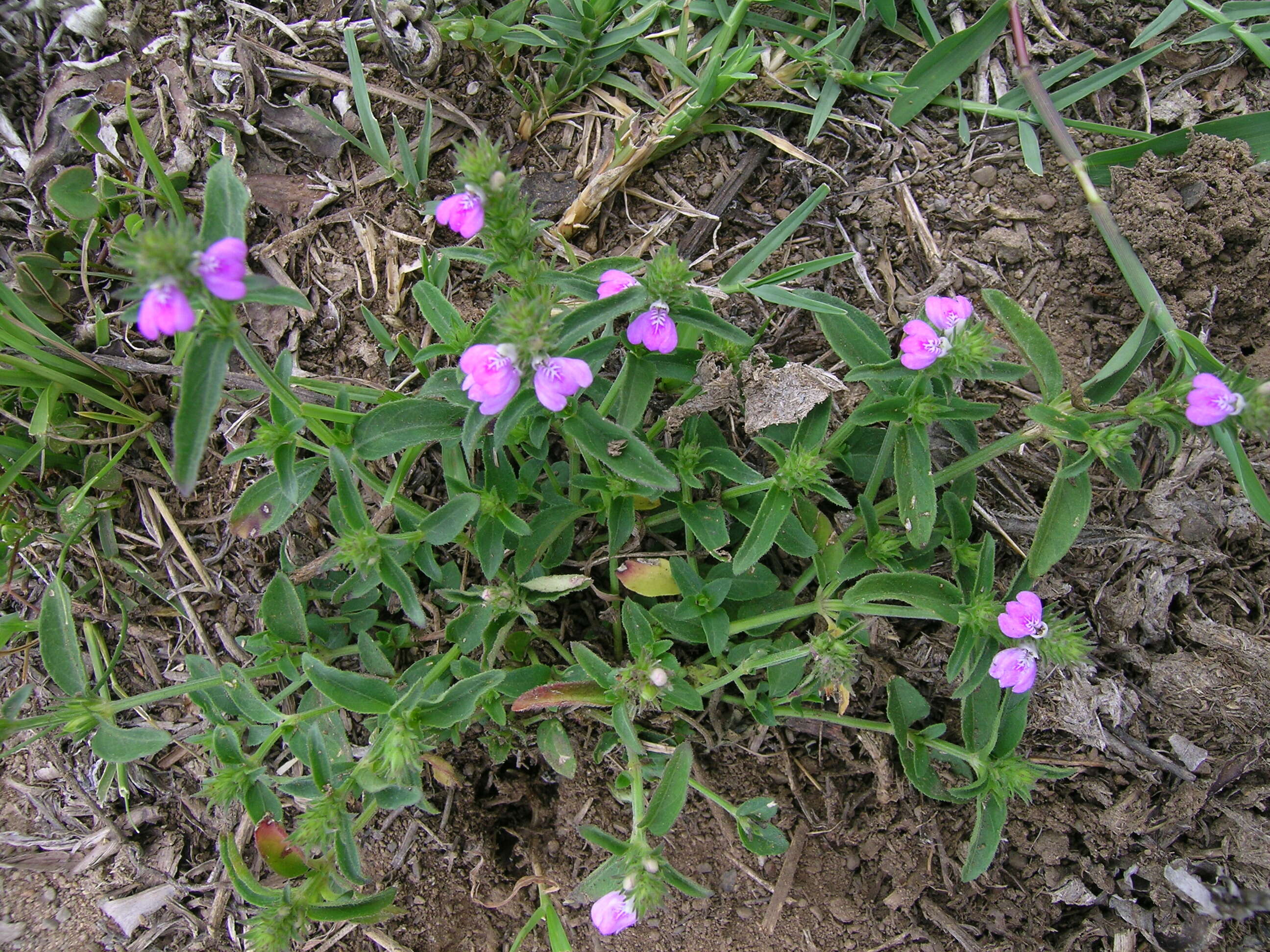 Image of Justicia adscendens subsp. adscendens