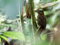 Image of Ruddy Foliage-gleaner