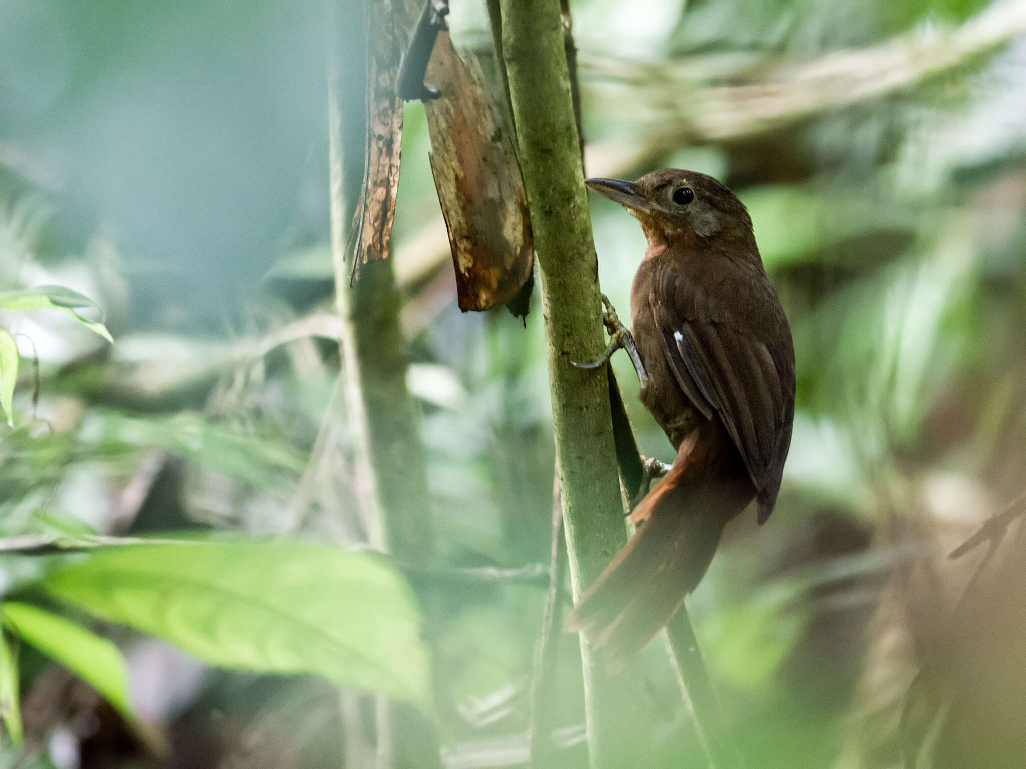 Image of Ruddy Foliage-gleaner