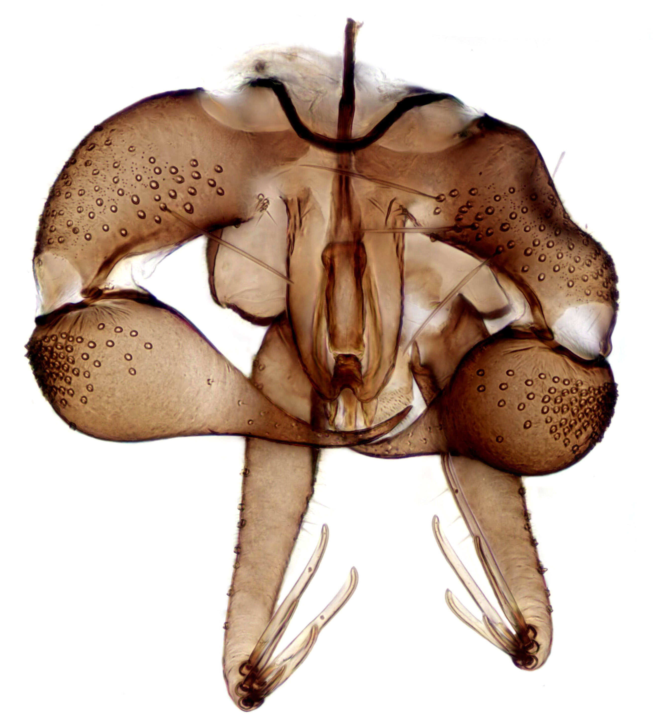 Image of moth flies and sand flies