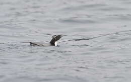 Image of Crested Murrelet