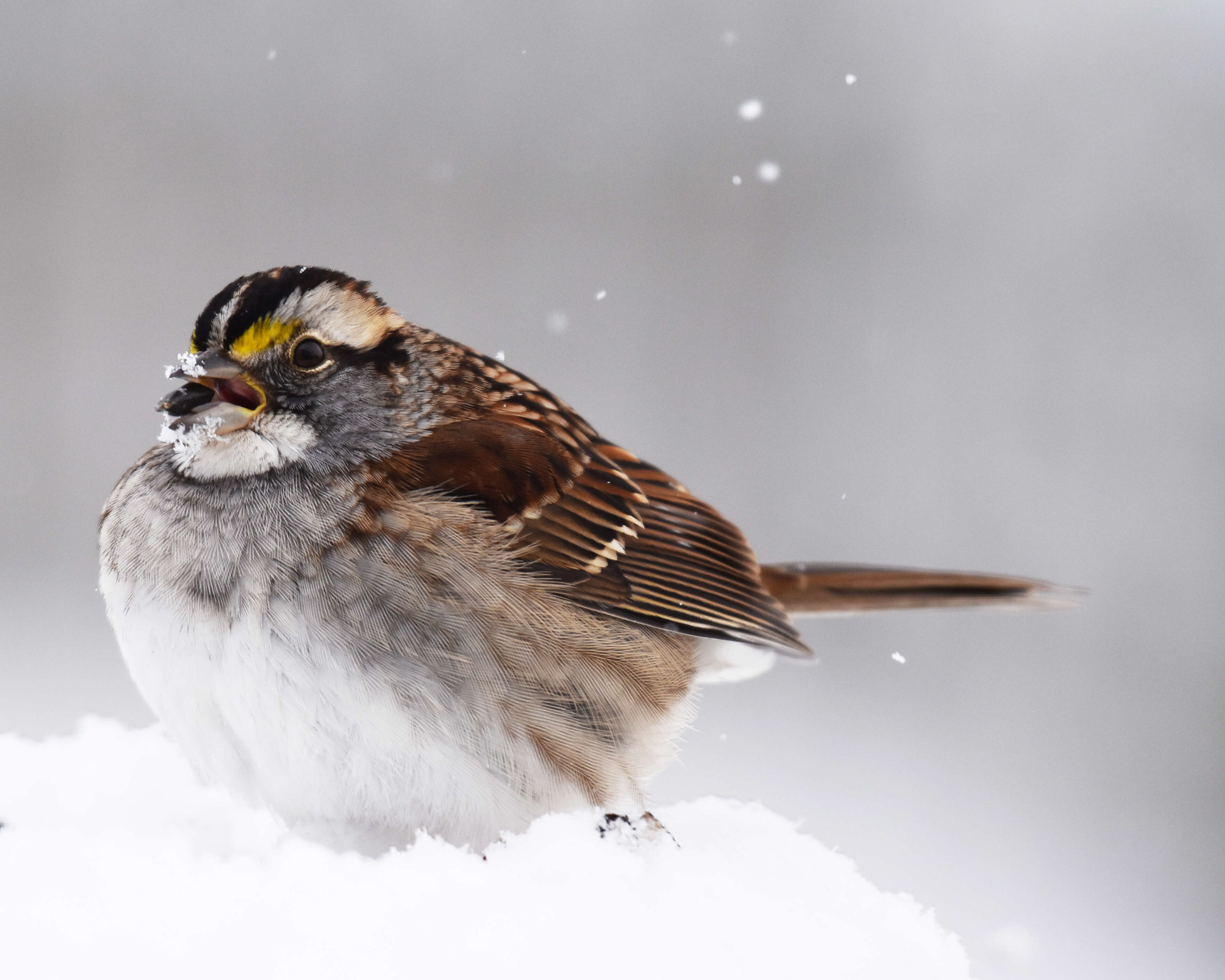 Image of White-throated Sparrow