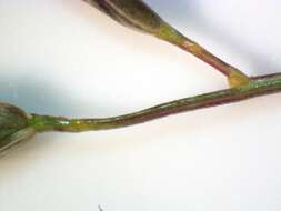 Image of Australian lovegrass