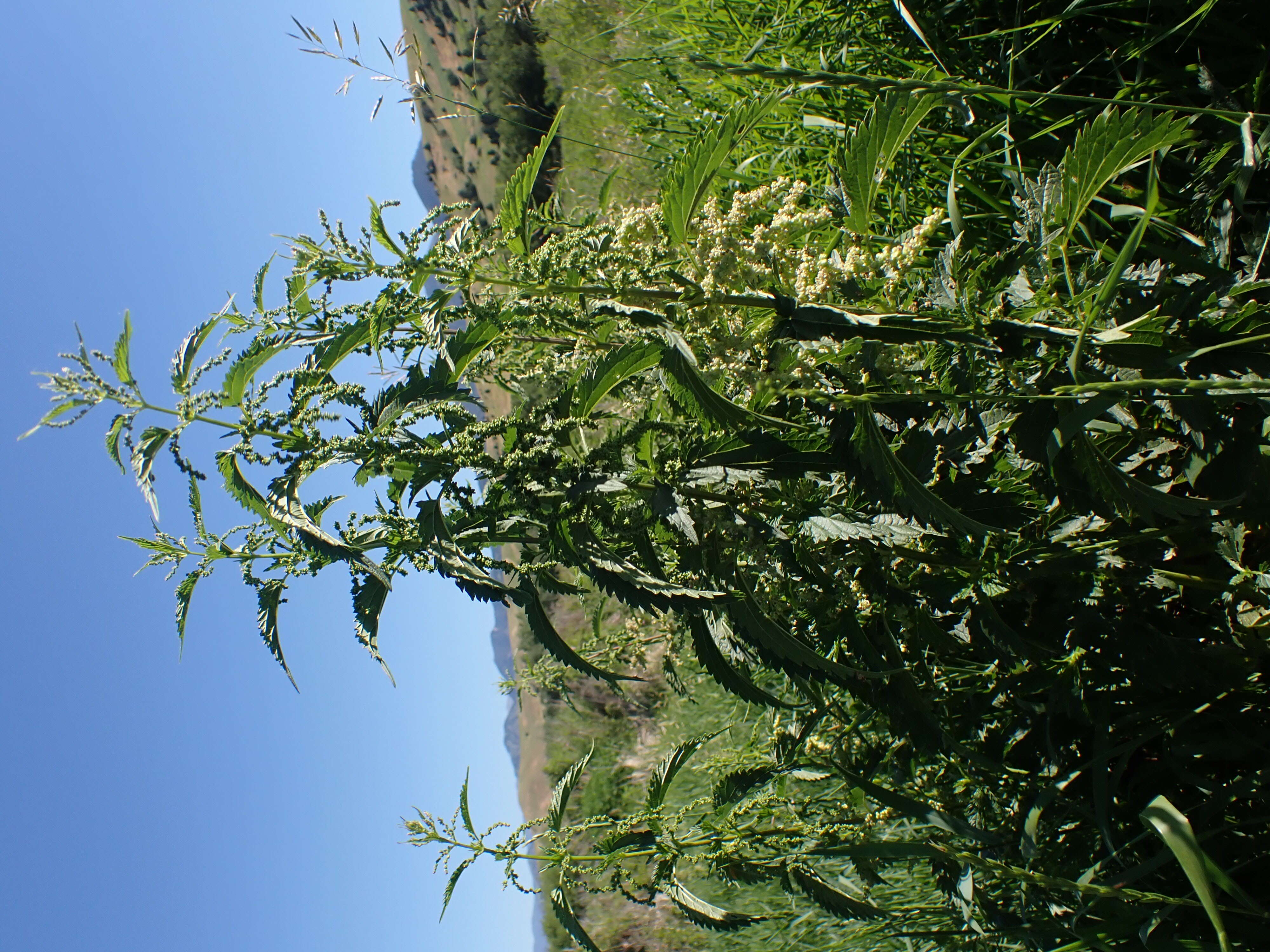 Image of California nettle