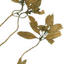 Image of Coprosma huttoniana P. S. Green