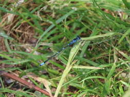 Imagem de Coenagrion pulchellum (Vander Linden 1825)