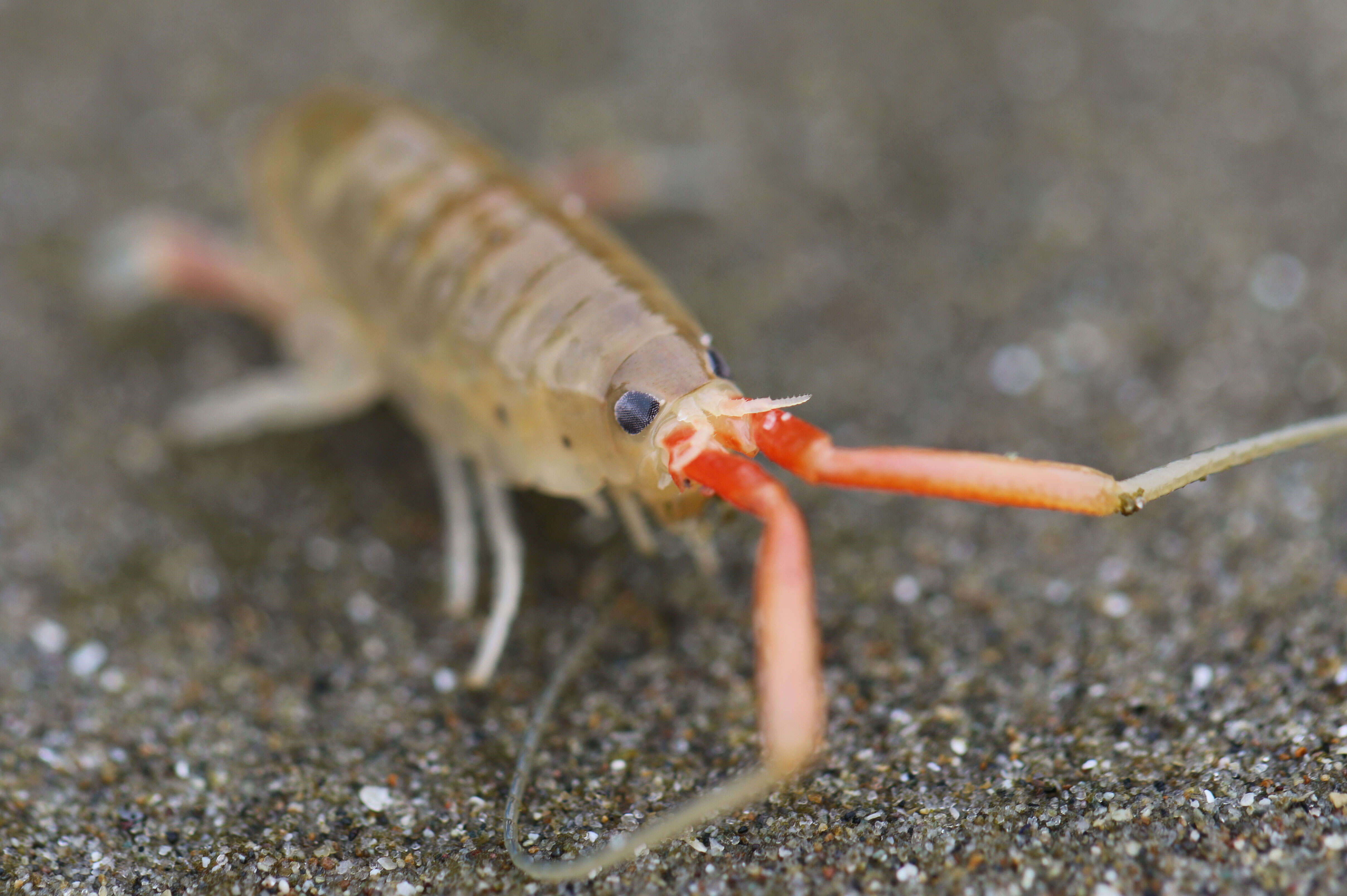 Image of California beach flea