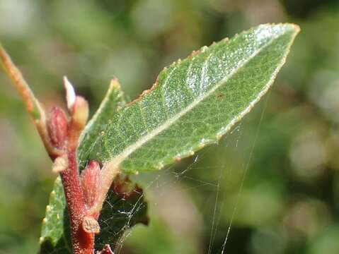 Image of Salix foetida Schleicher